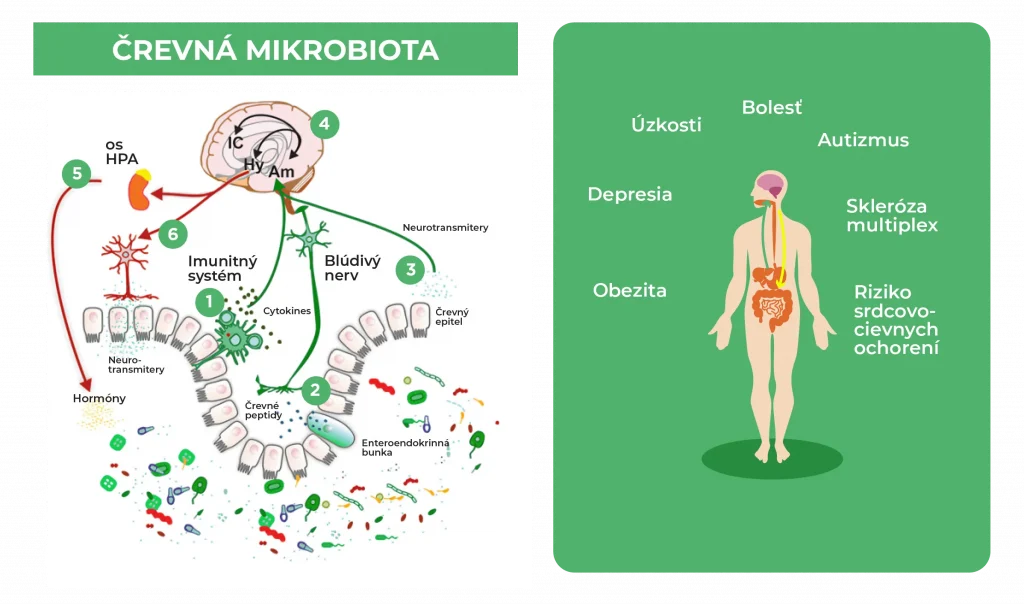 mikrobiota-črevá-mozog